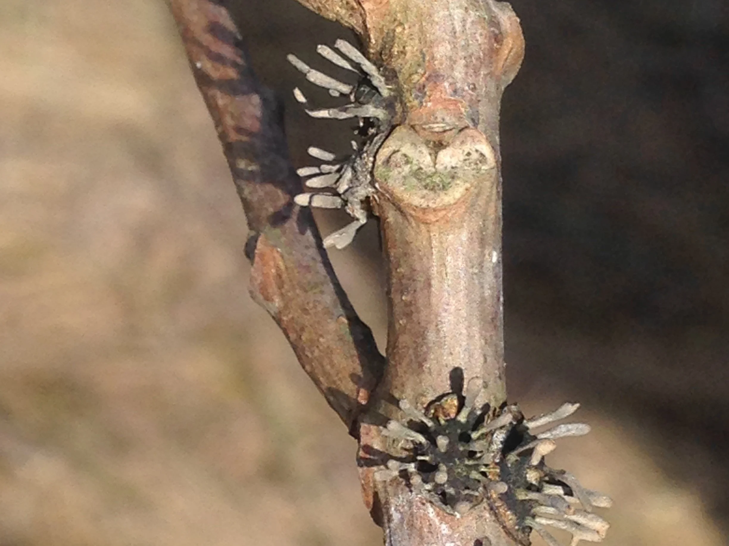 Fungi on Black Walnut — to know the land